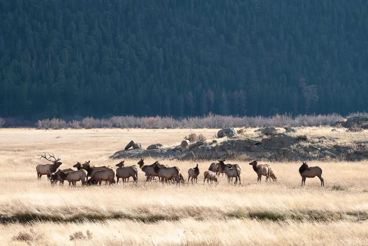 Elk herd with bull elk during the elk rut in Rocky Mountain National Park